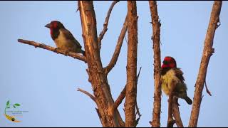 Some Black collared Barbets early morning activities [upl. by Phene520]