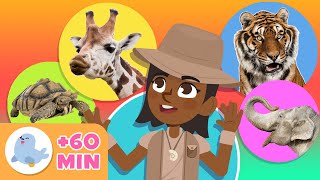 ANIMALS 🦓🐯 Animals for Kids 🐬🐘 Compilation [upl. by Caputto185]