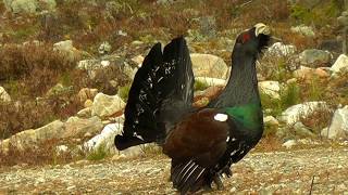 Das Auerhuhn im Naturpark Fichtelgebirge [upl. by Demmahom]