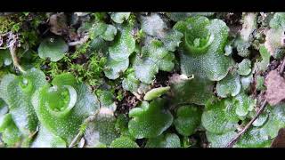 Lunularia cruciata the crescent cup liverwort Greece by Theo Fotiadis [upl. by Outlaw]