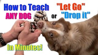 How to Teach ANY DOG quotDrop itquot  quotLet Goquot in Minutes [upl. by Fisher]