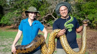 New Mexicobased researchers discover new species of giant anaconda [upl. by Mcadams]