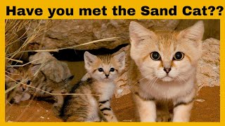 The Elusive Sand Cat A Desert Marvel [upl. by Daveen]