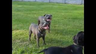 Blue Staffordshire Bull Terrier play [upl. by Bach]