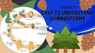 Gymnosperms [upl. by Ysnap]