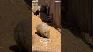 Wombats 🐭 wombats australia themeparks cute animals nature naturelovers happy travel [upl. by Toille505]