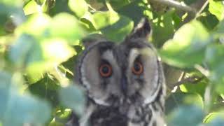 Asio otus  buho chico  long eared owl [upl. by Critta513]