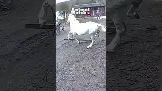 🤪 Funny Farm  Caught On Camera 🦃🐐 [upl. by Einapets]