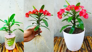 How to grow Euphorbia milii plant from cuttings faster in easy way [upl. by Carmina]