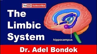 The Limbic System Dr Adel Bondok Making Anatomy Easy [upl. by Boothman336]