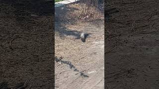 नेवला mongoose wildlifephotography wildanimals sakoon goodluck goodlife cuteanimals [upl. by Teriann]