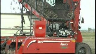 Amity 6 and 8 Row Sugar Beet Harvesters [upl. by Dustman]