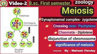 Meiosis cell division  Bsc first semester subjectzoology [upl. by Arlinda944]