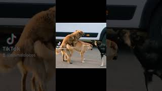 Perro  Romeo Santos en vivo feedshorts perros funny perruno [upl. by Fendig]