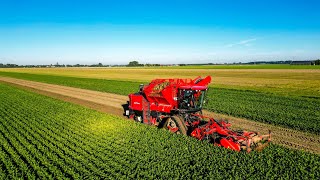 Knolselderij rooien  Agrifac Optitraxx  Jacobs Agri [upl. by Ennaimaj]