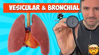 Lung sounds for beginners Vesicular and Bronchial breath sounds lungsounds [upl. by Pamela]