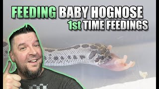 1st Time Feeding My Baby Hognose Snakes in 4k [upl. by Jerrold]