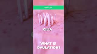 What does the term OVULATION mean [upl. by Eardna820]