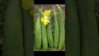 Luffa cylindrica ✨family cucurbitacea✨ [upl. by Hoye]