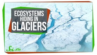 Inside the Tiny Ecosystems Hiding in Glaciers [upl. by Bowles696]