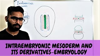 INTRAEMBRYONIC MESODERM AND ITS DERIVATIVES  EMBRYOLOGY [upl. by Milinda]