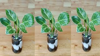 Philodendron Birkin plant decoration ideas in water l homegardeningideas indoorplantdecoration [upl. by Aivan]