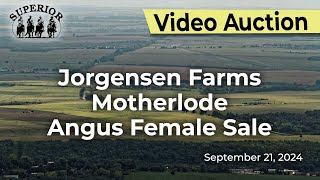 Jorgensen Farms 2024 Motherlode Angus Female Sale [upl. by Uzzia315]