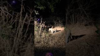 Leopard night time very close to safari wildlife shortvideo viralvideo shortsfeed [upl. by Brittni367]