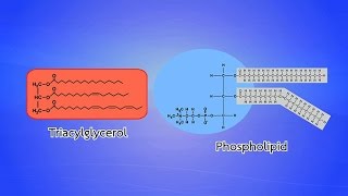 Triacylglygerol และ Phospholipid วิทยาศาสตร์ ม46 ชีววิทยา [upl. by Acissej715]