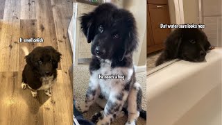 Things My Newfoundland Dog Did As A Puppy That She Still Does Now [upl. by Conner]