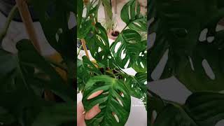 La Monstera Adansonii plants plantlover [upl. by Novahc259]