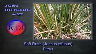 Soft Rush Juncus effusus Pitrus  JUST OUTSIDE 27 [upl. by Dyanna]