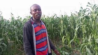 feed your grasscutters with maize plants [upl. by Lough]