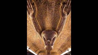 Inside the sarcophagus of King Merneptah Goddess of the sky Nut 19th Dynasty 12731202 BC [upl. by Redle524]