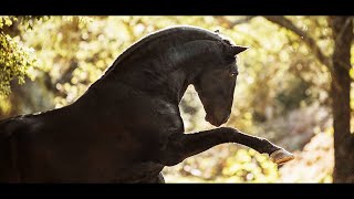 Andalusian Horse Edit Video [upl. by Gaile606]