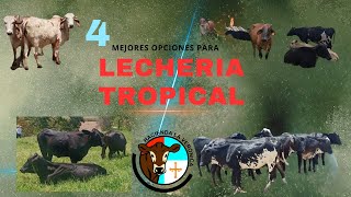 LAS 4 MEJORES OPCIONES PARA LECHERÍA TROPICAL [upl. by Vesta]