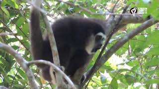 Lar Gibbon Singing Male [upl. by Thgiwed]