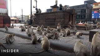 Thousands Of Wild Monkeys Roam Town In Thailand [upl. by Broderic]