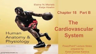 Anatomy and Physiology Chapter 18 Part B Lecture The Cardiovascular System [upl. by Rikahs]