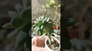 echeveriacristata succulents домашніквіти [upl. by Aivalf]