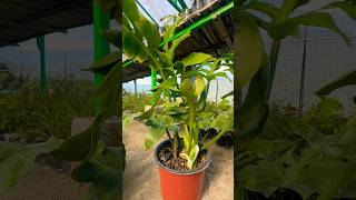 Philodendron Distantilobum plants [upl. by Arita273]