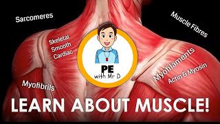 Learn about Muscle Anatomy and Physiology  PE Buddy [upl. by Aneerbas]