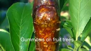 Gummosis diseases of Fruits [upl. by Aanas]