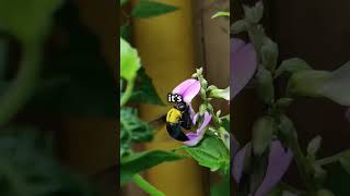 Why Are Bees Disappearing 🐝 facts animalfacts amazingfacts funfacts shorts mindblowingfacts [upl. by Ailefo]