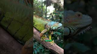 Top 10 Facts About Lizards 🦎 [upl. by Rodrigo]