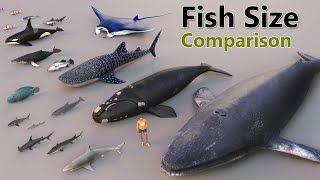 Fish Size Comparison  Smallest Fish  World Largest Fish  water animal  mammal size [upl. by Anyt]