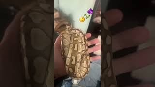 Lesser Ball Python😈🐍😎shorts youtubeshorts [upl. by Aimahs]