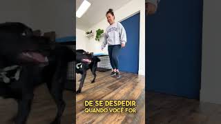 4 dicas rápidas pro seu cachorro parar de chorar quando ficar sozinho [upl. by Nonnahc]