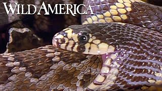 Wild America  S4 E3 King of Snakes  Full Episode HD [upl. by Baskett]