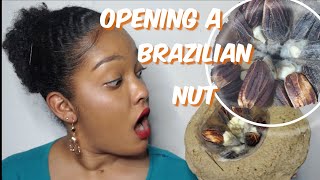 How to Open a Brazilian Nut  Inside a Brazilian Nut  shorts [upl. by Smiga951]